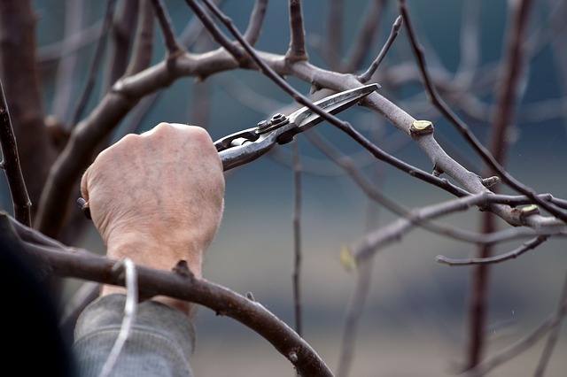 Pomona Tree Pruning