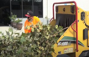 Pomona Commercial Tree Services