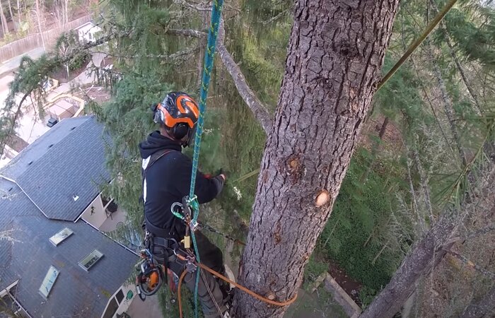 Pomona tree removal