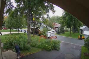 Pomona Tree Service tree removal