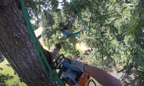 Tree Removal in Pomona, CA
