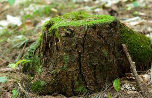 Pomona tree stump with moss