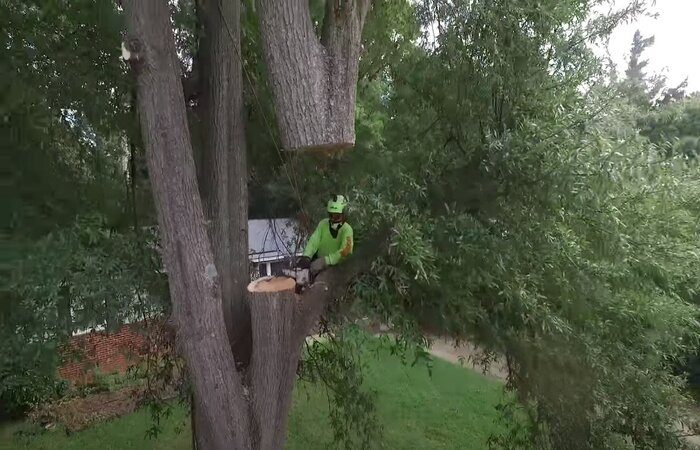 Emergency tree services in Pomona