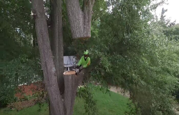 emergency tree services in Pomona Emergency tree services in Pomona